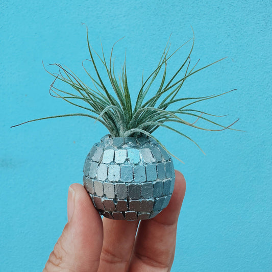 Disco Ball Mini Air Plant
