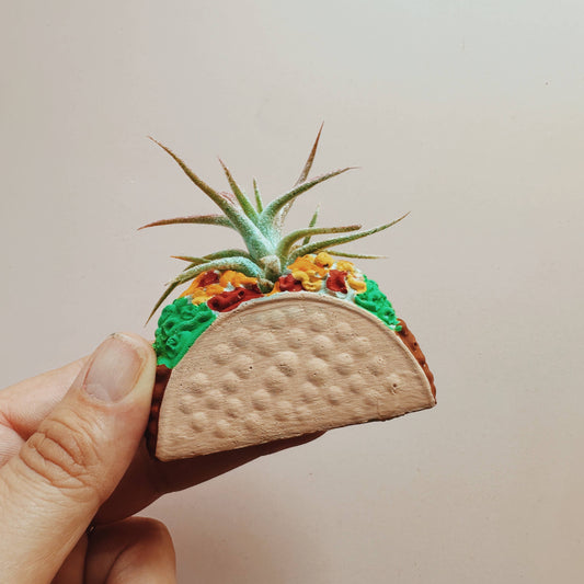 Taco Mini Air Plant