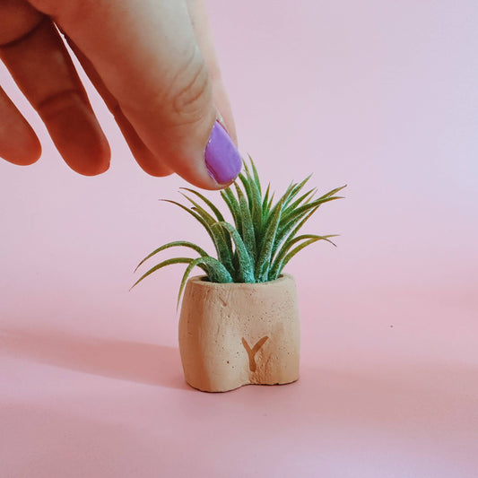 In the Nude Mini Air Plant