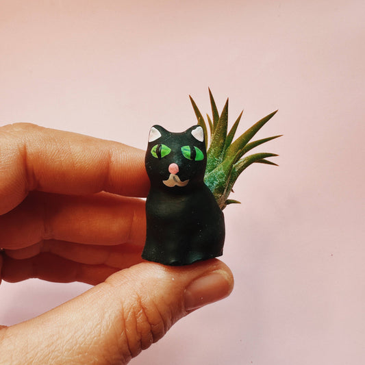 Black Cat Mini Air Plant