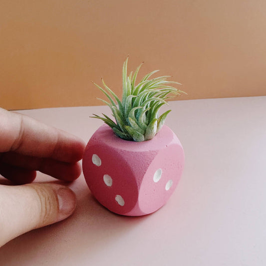 Pink Dice Mini Air Plant