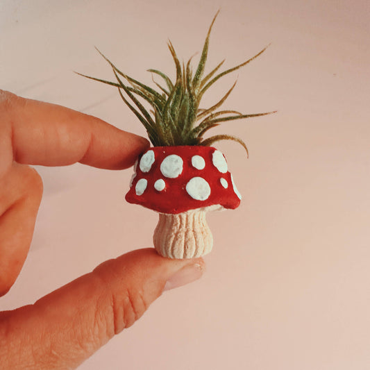 Mushroom Fungi Mini Air Plant