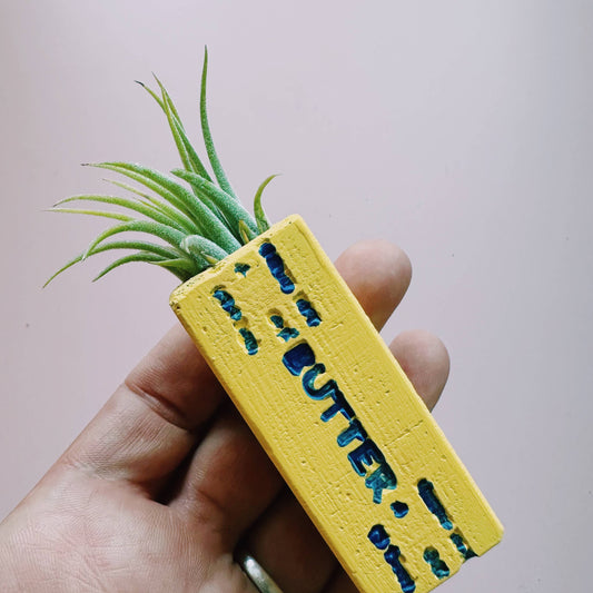 Butter Stick Mini Air Plant