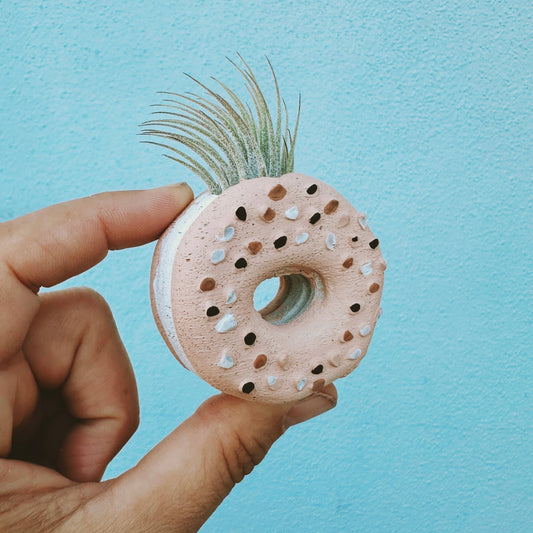 Everything Bagel Mini Air Plant