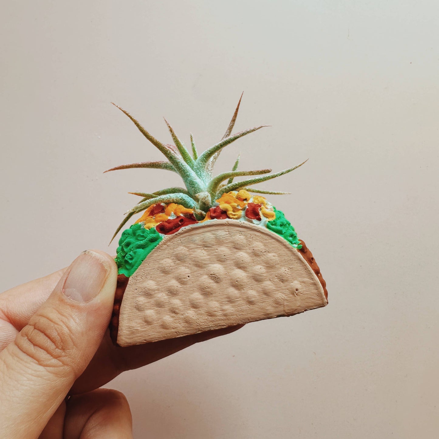 Taco Mini Air Plant