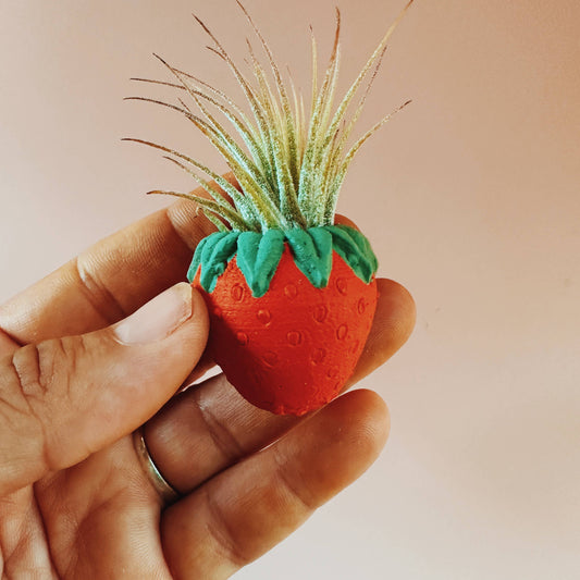 Red Strawberry Mini Air Plant