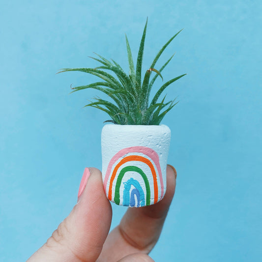 The St. Pete Mini Air Plant
